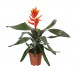 Aechmea Pepita Elegant Flames single