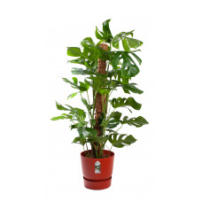 Monstera Mosstok met pot