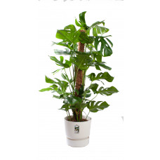 Monstera Mosstok met pot