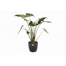 Alocasia Zebrina met Elho sierpot