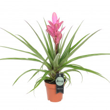 Tillandsia Antonio single