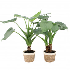 Alocasia Cucullata op stam in Noah Korb