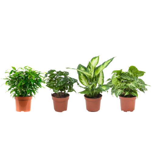 Combibox kamerplanten (Dieffenbachia Camilla, Coffea Arabica, Syngonium Podophyllum, Ficus benjamina)a Combibox kamerplanten (Dieffenbachia Camilla, Coffea Arabica, Syngonium Podophyllum, Ficus benjamina)a
