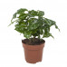 Combibox kamerplanten (Dieffenbachia Camilla, Coffea Arabica, Syngonium Podophyllum, Ficus benjamina)a Combibox kamerplanten (Dieffenbachia Camilla, Coffea Arabica, Syngonium Podophyllum, Ficus benjamina)a