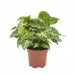 Combibox kamerplanten (Dieffenbachia Camilla, Coffea Arabica, Syngonium Podophyllum, Ficus benjamina)a Combibox kamerplanten (Dieffenbachia Camilla, Coffea Arabica, Syngonium Podophyllum, Ficus benjamina)a