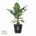 Bananenplant in Elho® Greenville pot