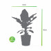 Bananenplant in Elho® Greenville pot