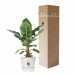 Bananenplant in Elho® Greenville pot