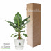 Bananenplant in Elho® Greenville pot