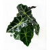 Alocasia Polly