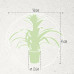 Guzmania Deseo White single