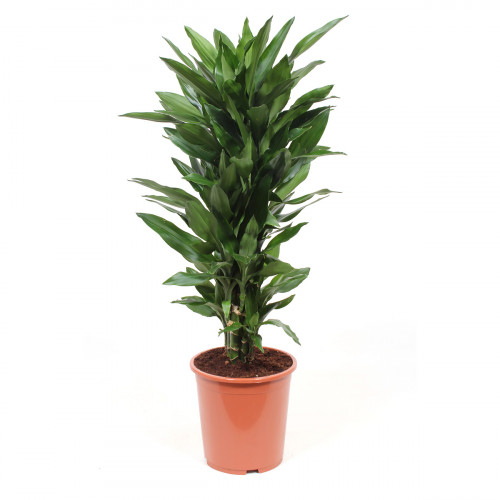 Dracaena Janet Lind Dracaena Janet Lind