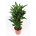 Dracaena Janet Lind Dracaena Janet Lind