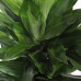 Dracaena Janet Lind Dracaena Janet Lind