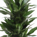 Dracaena Janet Lind Dracaena Janet Lind