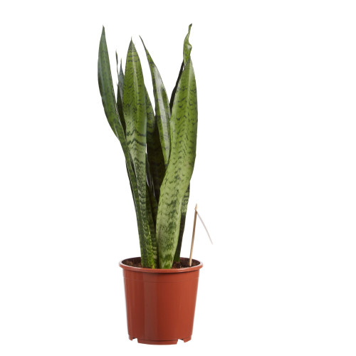 Sanseveria, vrouwentong Sanseveria, vrouwentong