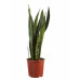 Sanseveria, vrouwentong Sanseveria, vrouwentong