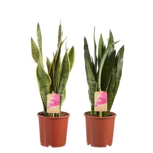 Sanseveria, vrouwentong Sanseveria, vrouwentong