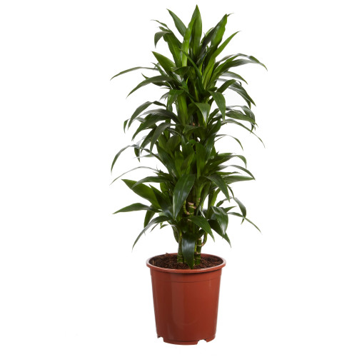 Drakenboom, Dracaena Janet Craig Drakenboom, Dracaena Janet Craig
