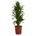 Drakenboom, Dracaena Janet Craig Drakenboom, Dracaena Janet Craig