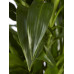 Drakenboom, Dracaena Janet Craig Drakenboom, Dracaena Janet Craig