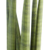 Sanseveria Sanseveria