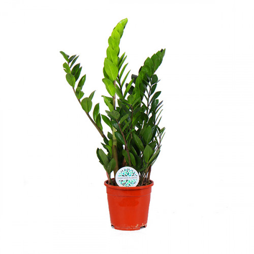Zamioculcas Zamioculcas