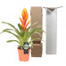 Vriesea Intenso Orange single