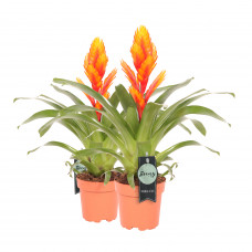 Vriesea Intenso Orange double