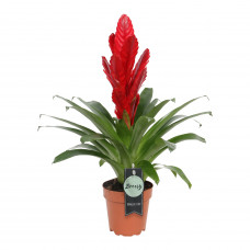 Vriesea Intenso Red single