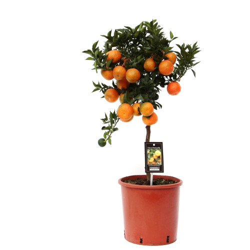 Citrus Mandarin Citrus Mandarin