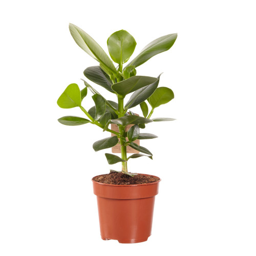 Clusia Princess Clusia Princess