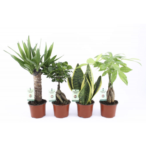 Amazone Mix Amazone Mix