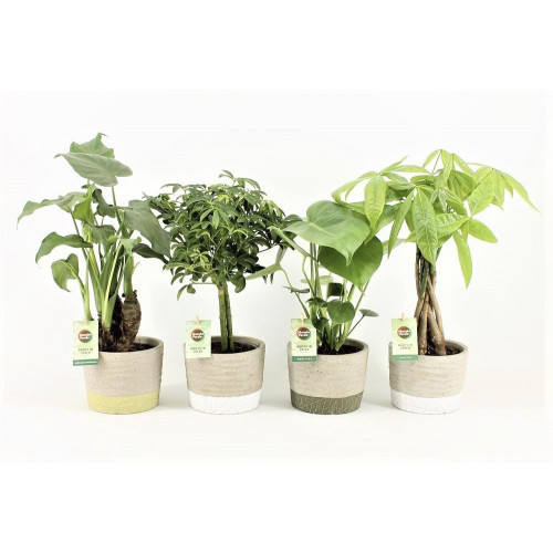 Jungle Green Mix in Stone Leaf Jungle Green Mix in Stone Leaf