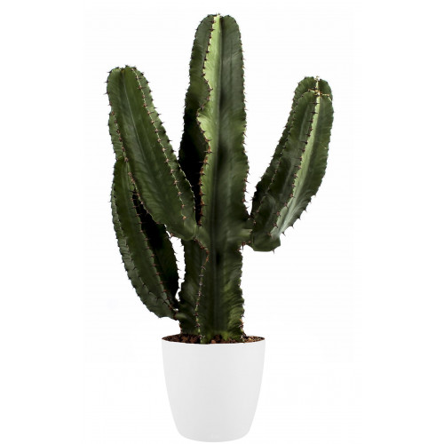 Euphorbia Erytrea Canarias met Elho sierpot (Brussels Round Wit) Euphorbia Erytrea Canarias met Elho sierpot (Brussels Round Wit)