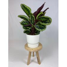 Calathea Medaillon met ElhoGreenville 30 wit