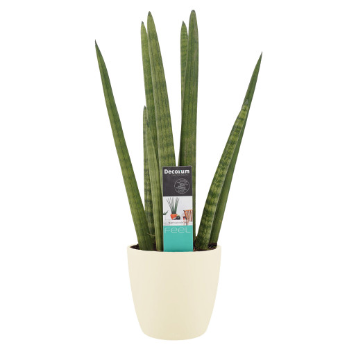 Decorum Sansevieria Cylindrica met Elho brussels soap Decorum Sansevieria Cylindrica met Elho brussels soap