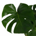 Decorum Monstera Deliciosa Decorum Monstera Deliciosa