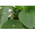 Plant Puzzle ® Discover the World Ecosysteem Plant Puzzle ® Discover the World Ecosysteem