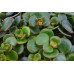 Plant Puzzle ® Discover the World Ecosysteem Plant Puzzle ® Discover the World Ecosysteem