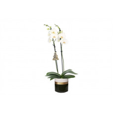 Dolomite Horizon Black Phal Wit 2T14+