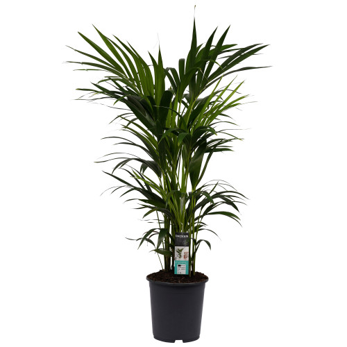 Decorum Kentia Palm Decorum Kentia Palm