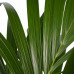 Decorum Kentia Palm Decorum Kentia Palm