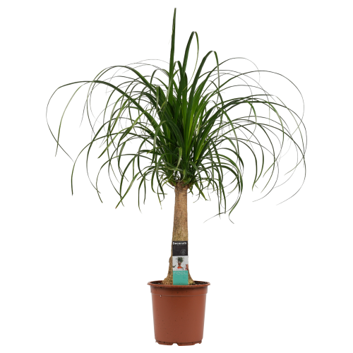 Decorum Beaucarnea Recht Decorum Beaucarnea Recht