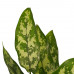 Decorum Combi 1 x Aglaonema Maria 1x Aglaonema Crete