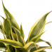 Decorum Combi 1 x Dracaena Surculosa 1 x Dracaena Sandriana white 1 x Dracaena Sandriana victory 1 x Dracaena Sandriana gold