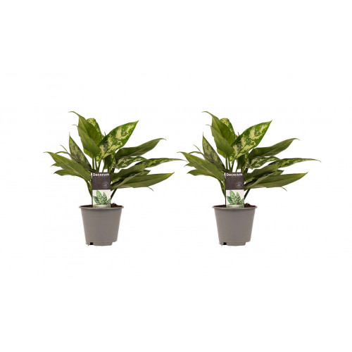 Decorum Duo 2 x Aglaonema Maria Decorum Duo 2 x Aglaonema Maria
