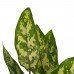 Decorum Duo 2 x Aglaonema Maria Decorum Duo 2 x Aglaonema Maria