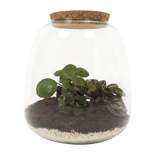 Plant Puzzle ® Discover the World Ecosysteem Plant Puzzle ® Discover the World Ecosysteem