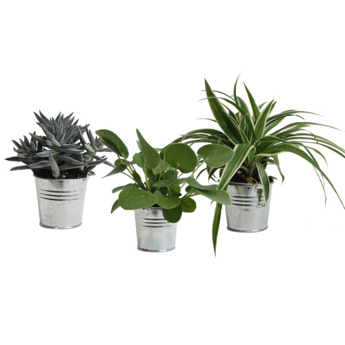 Mini Green | Trio Eden Collection ® in zomers zink (natural) Mini Green | Trio Eden Collection ® in zomers zink (natural)